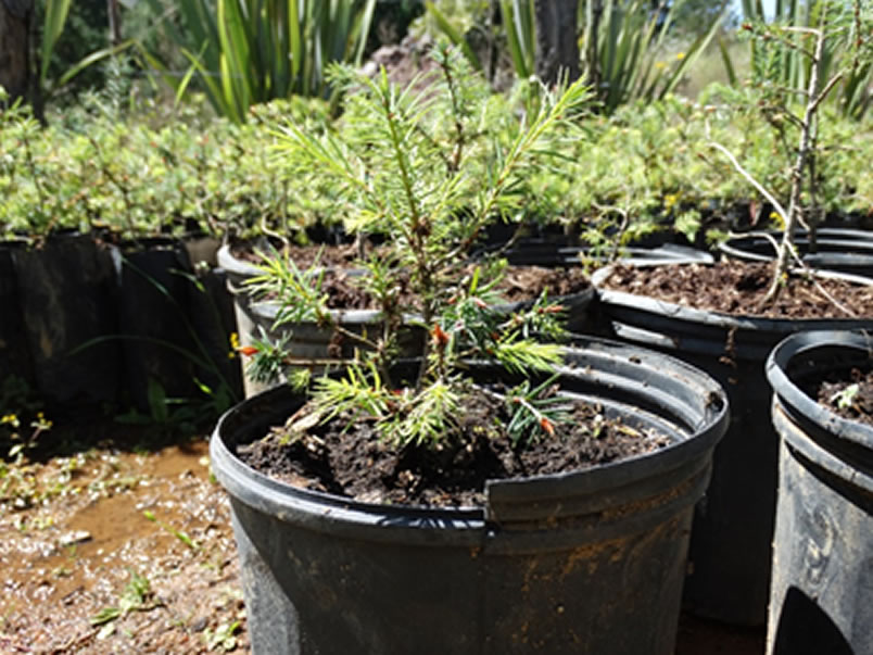 Árboles de Navidad Plantación las Rocas