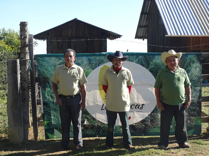 Árboles de Navidad Plantación las Rocas