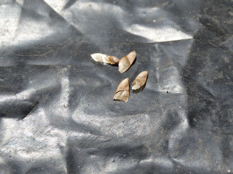 Árboles de Navidad Plantación las Rocas