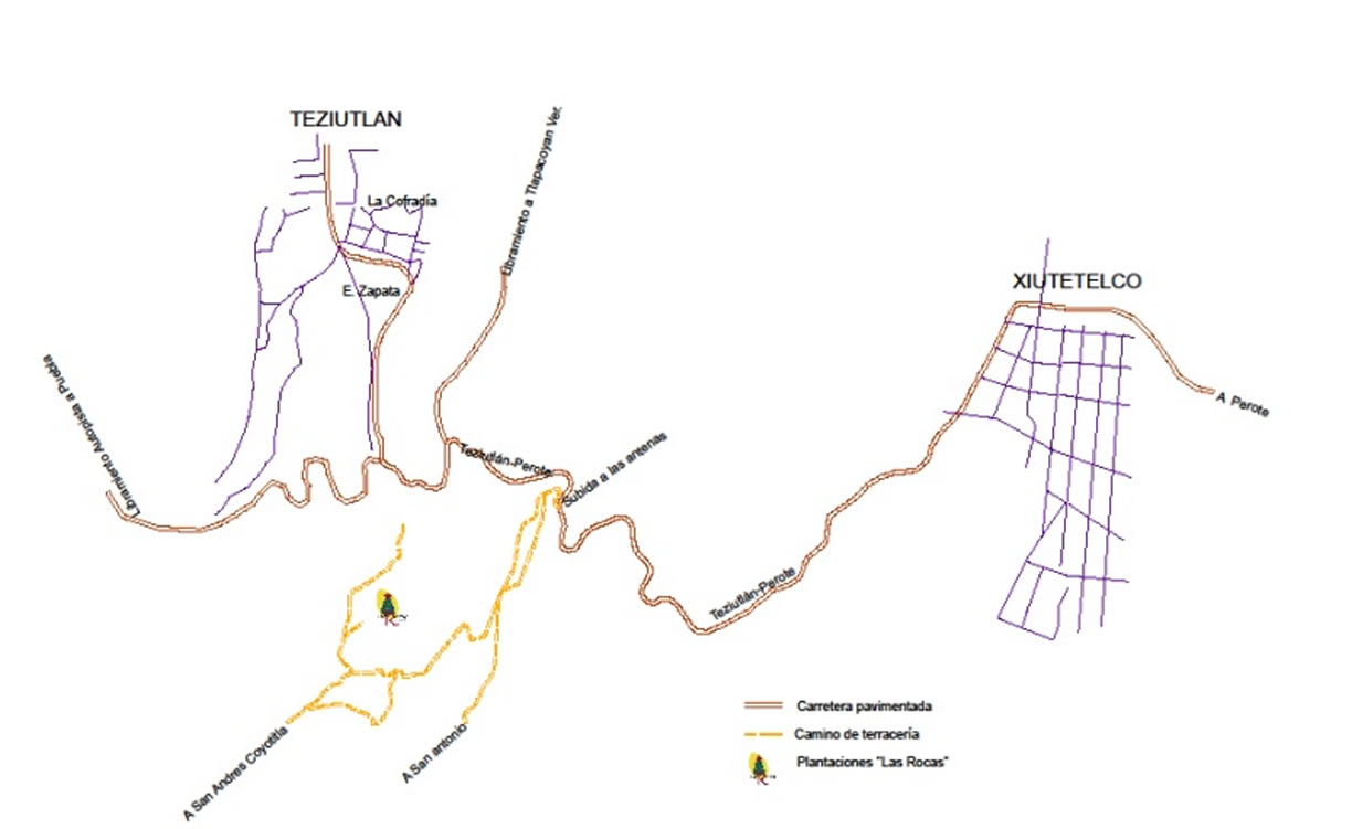 Árboles de Navidad Plantación las Rocas