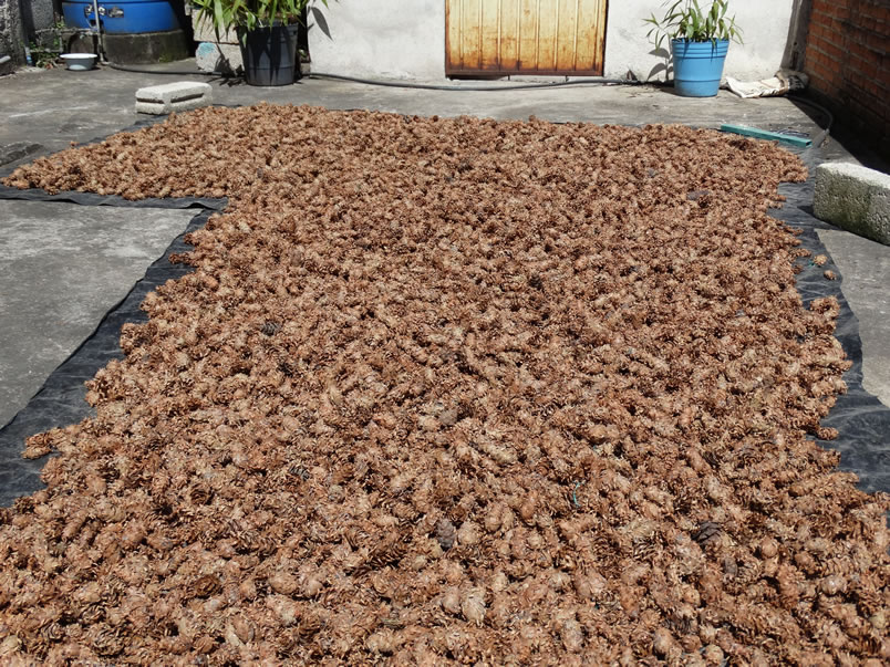 Árboles de Navidad Plantación las Rocas