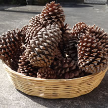Árboles de Navidad Plantación las Rocas